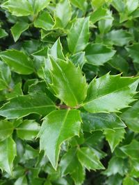 Close-up of green leaves