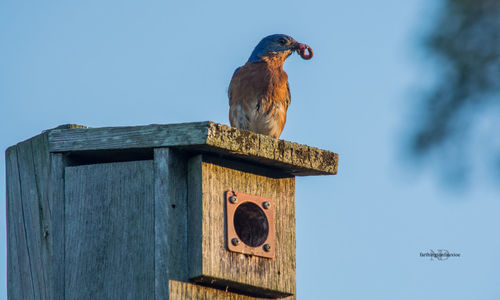 Low angle view of bird perching on wood against clear sky