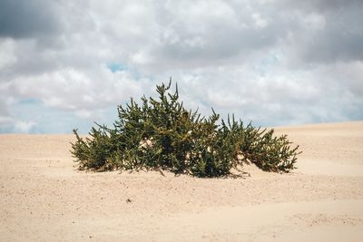 Plants growing on sand against cloudy sky