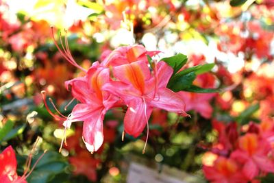 Close-up of red flowers