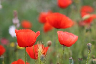 Close-up of red poppy flowers on field