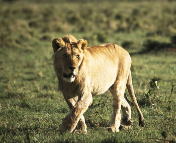 Wild animal  standing in a field