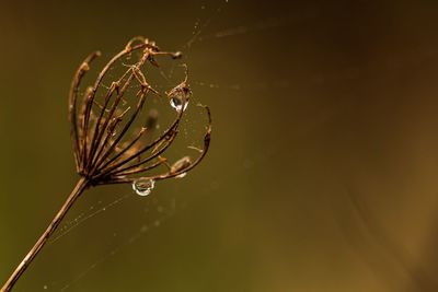 Close-up of spider web and dew  on dead flower head 