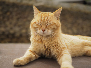 Close-up of cat sitting