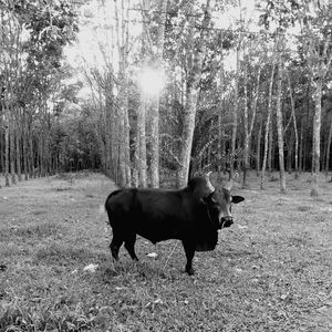 Horse standing in a field