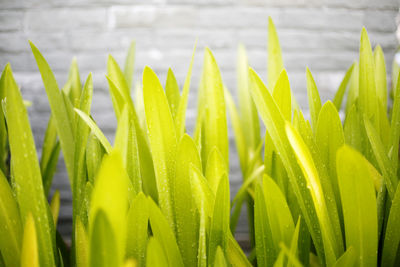 Close-up of fresh green grass in field