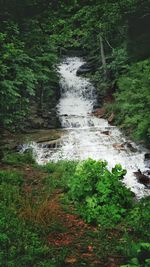 Stream in forest