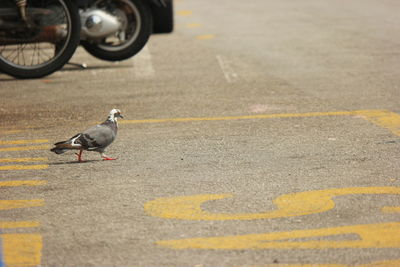 Bird on the road