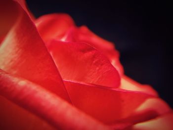 Close-up of red rose against black background