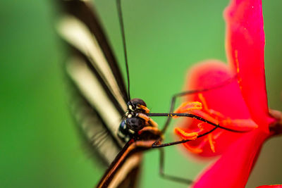 A close up macro image of a black and white striped butterfly resting on a blooming flower