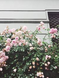 Close-up of pink flowers