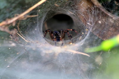 Close-up of spider on web