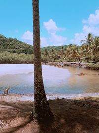 View of trees on beach