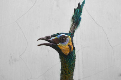 Close-up of peacock against wall