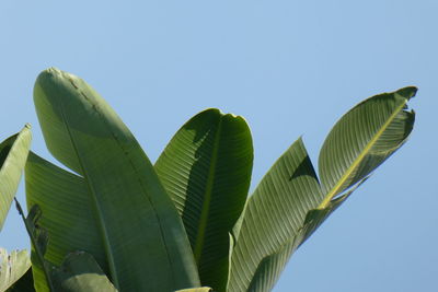 Low angle view of green leaves against clear blue sky