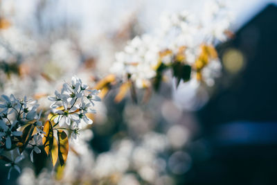 White flowers blooming on sunny day