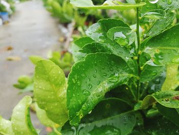 Close-up of raindrops on leaves