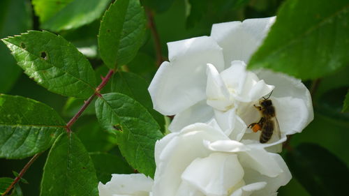 Close-up of bee on white flowering plant