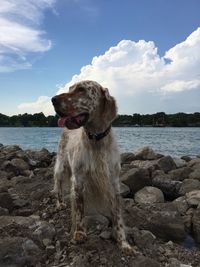 Dog on rock by sea against sky