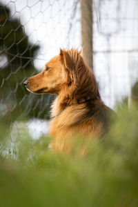 Dog looking away in field by fence