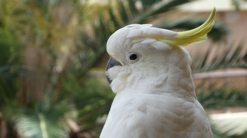Close up,,bird,cockatoo,no edit,no filter,straight from camera