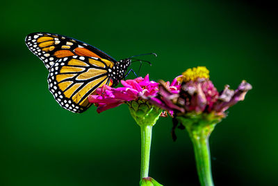 Close-up of monarch butterfly pollinating on flower.