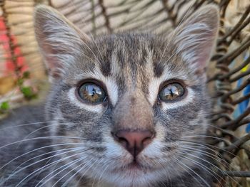 Close-up portrait of a cat