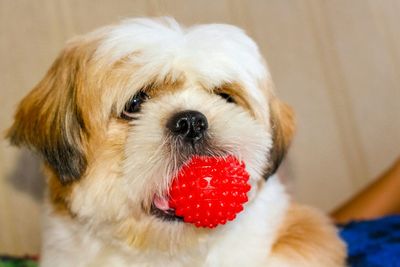 Close-up of coton de tulear with red ball