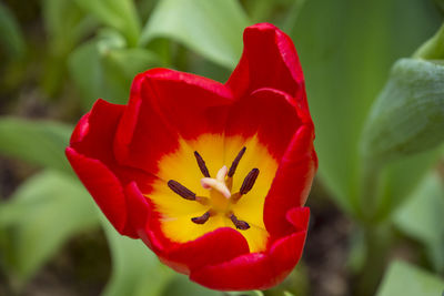 Close-up of red flower