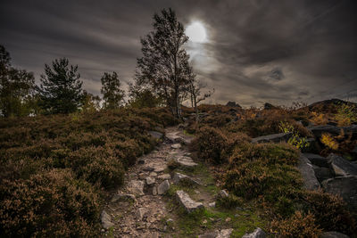 Trees growing on land against sky