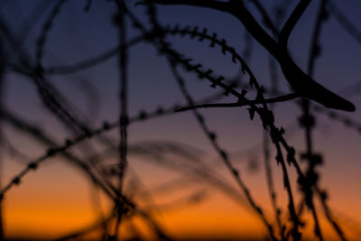 Close-up of silhouette tree against sky during sunset