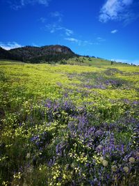 Scenic view of flowering plants on field against blue sky