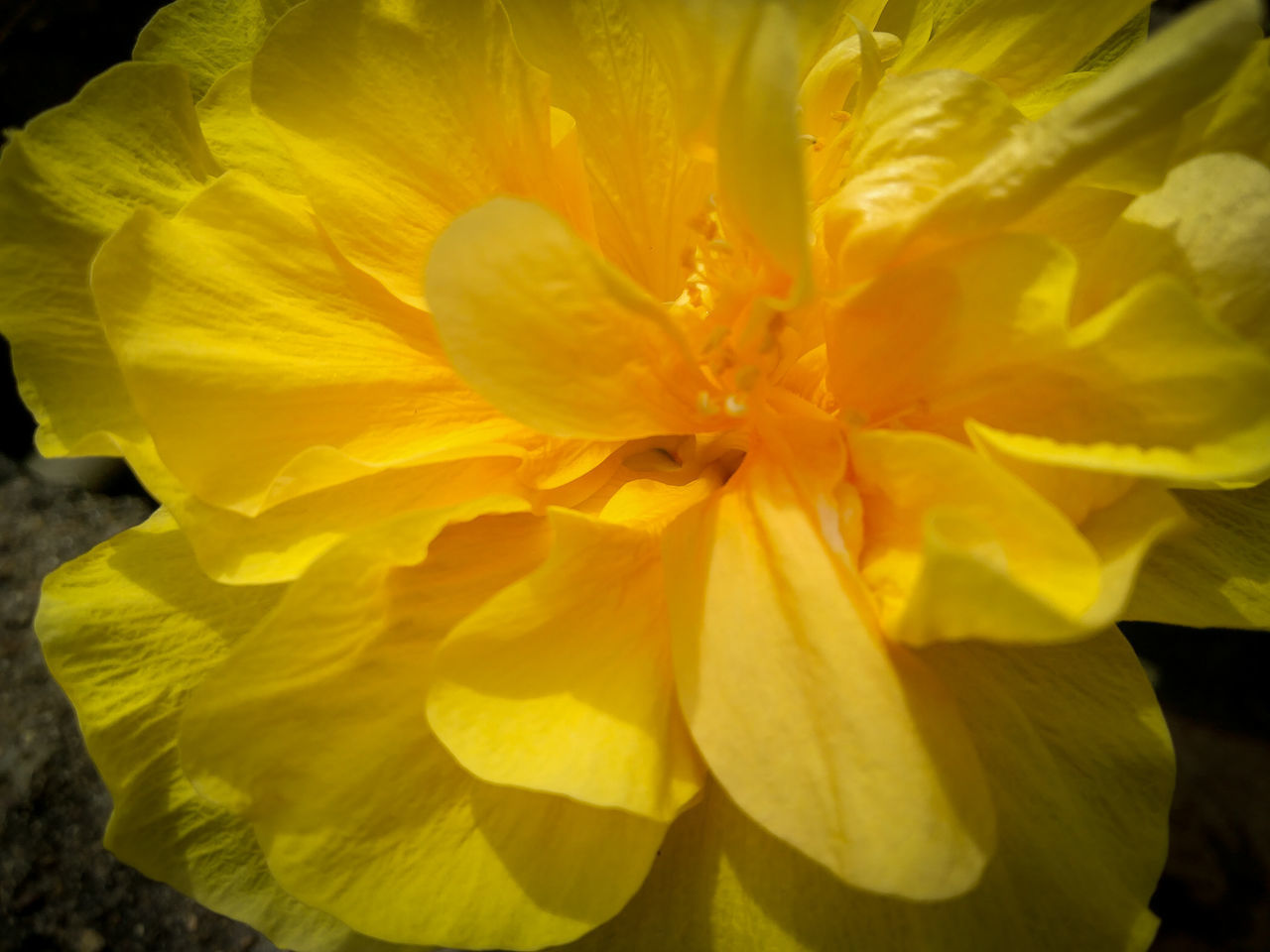 CLOSE-UP OF YELLOW ROSE PLANT