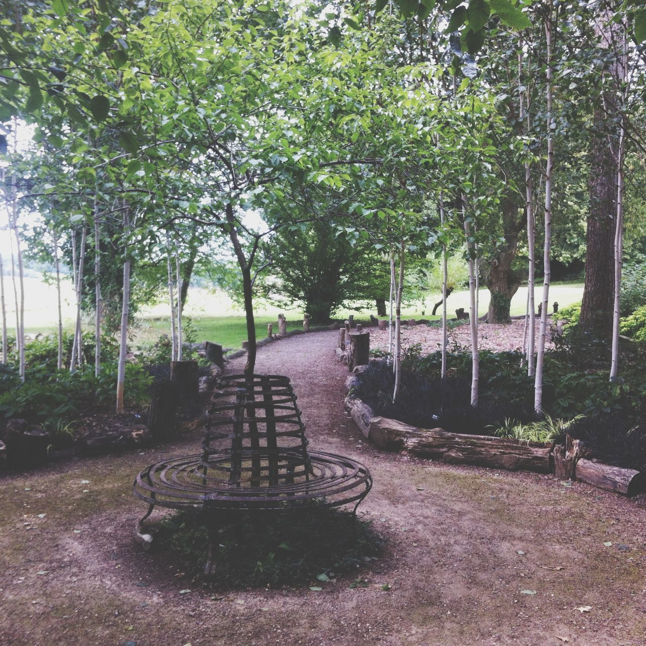 tree, the way forward, growth, tranquility, nature, empty, forest, tranquil scene, absence, diminishing perspective, plant, day, transportation, outdoors, no people, park - man made space, branch, footpath, dirt road, abandoned