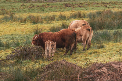 Cow in a field