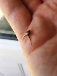 Close-up of ladybug on hand