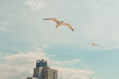 Low angle view of seagull flying