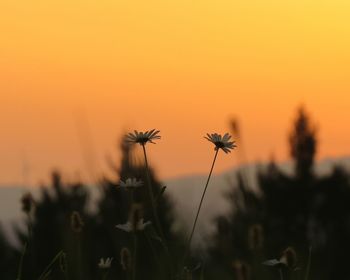 Close-up of silhouette flowers blooming on field against orange sky