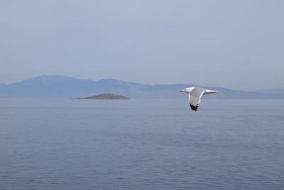 Side view of a seagull flying over calm sea