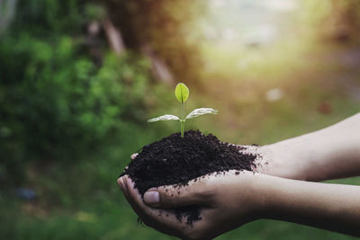 Close-up of hand holding plant