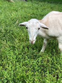 Portrait of white horse on field