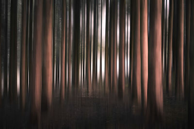 Full frame shot of trees in forest