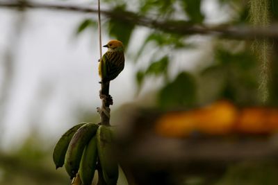 Close-up of bird on leaf