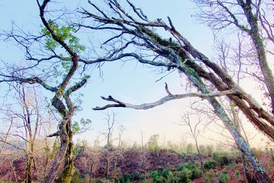 Bare tree against sky