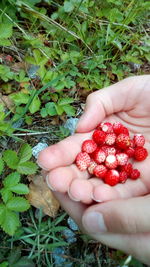 Midsection of man holding strawberry