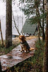 Nova scotia duck tolling retriever with a cape sitting on wooden path strewn with dry orange leaves.