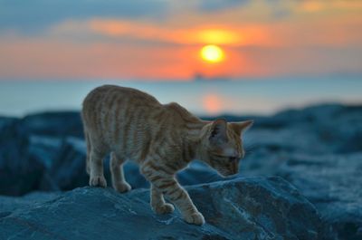 Cat on beach against sky during sunset