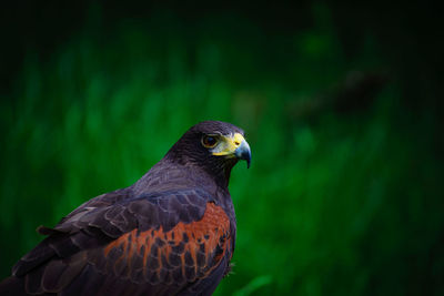 Close-up of hawk perching outdoors