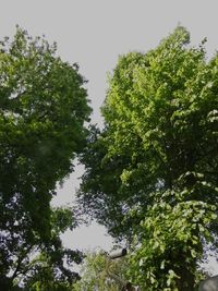 Low angle view of trees