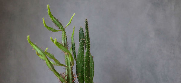 Close-up of wet plant against wall